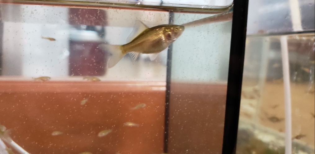 金魚の稚魚が孵化してから2ヶ月後