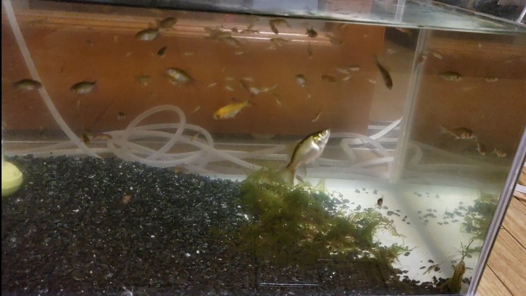 金魚の稚魚にずっと小さい個体がいるのはなぜ？