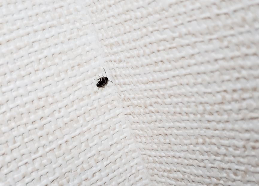 黒い小さい虫が壁に！飛ばないゴキブリみたいな虫の正体と対処法【丸い・細長い別】