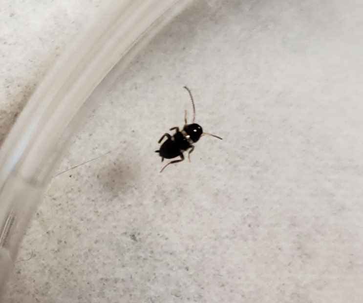 黒い小さい虫が壁に！飛ばないゴキブリみたいな虫の正体とは？