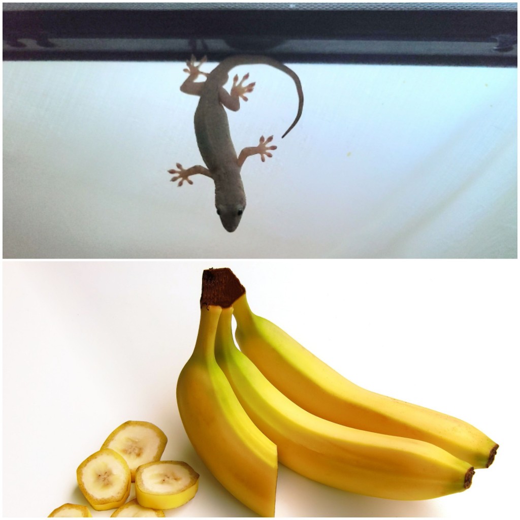 ヤモリの餌にバナナ？実際に与えた映像や食性から分かる注意点