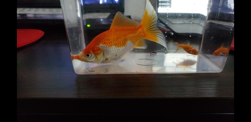 1年後の金魚の稚魚達のサイズ
