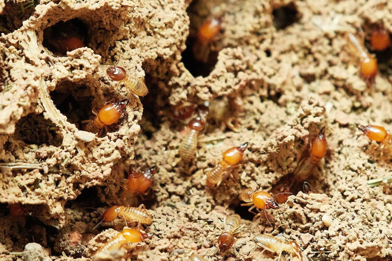 壁から「カリカリ」と音がする原因は白蟻？