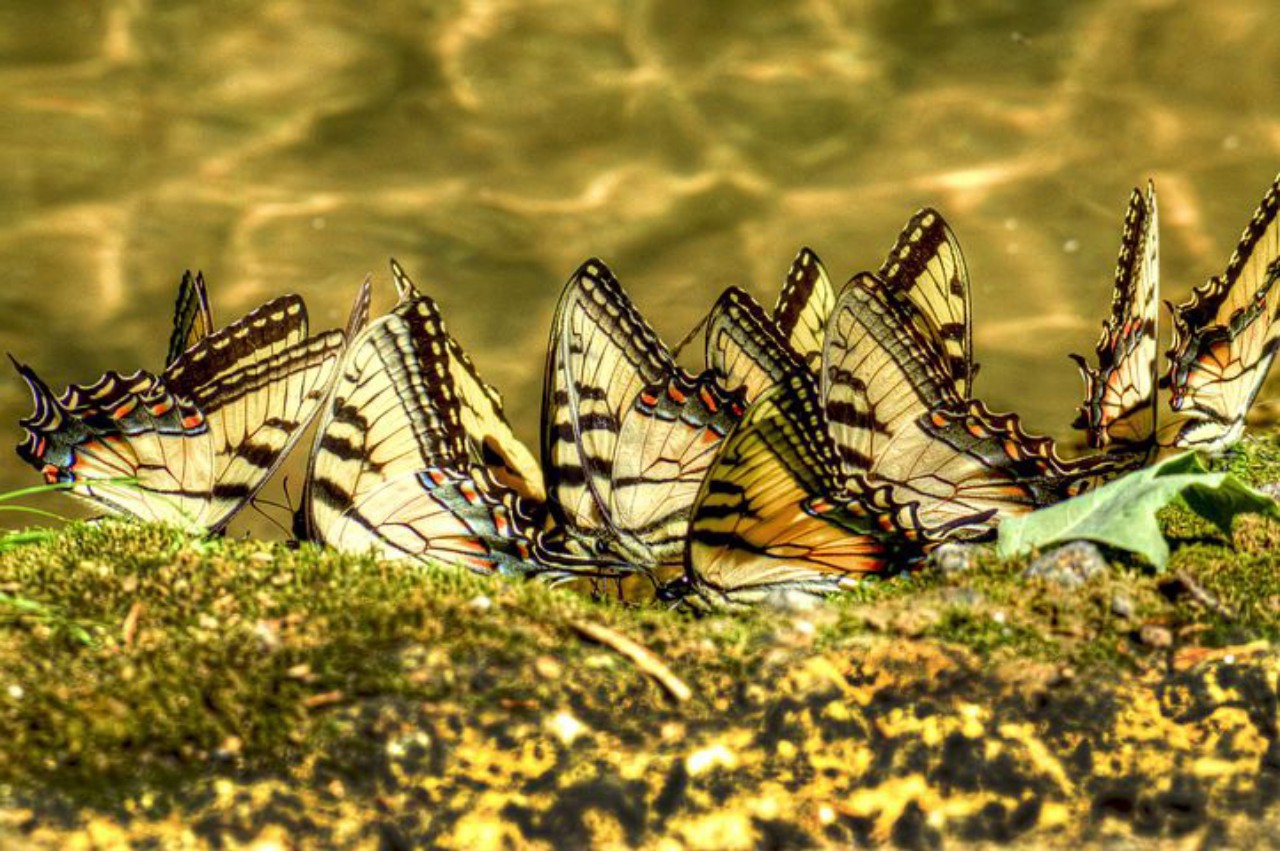 アゲハ蝶を2匹同時に見かけた際のスピリチュアルメッセージ