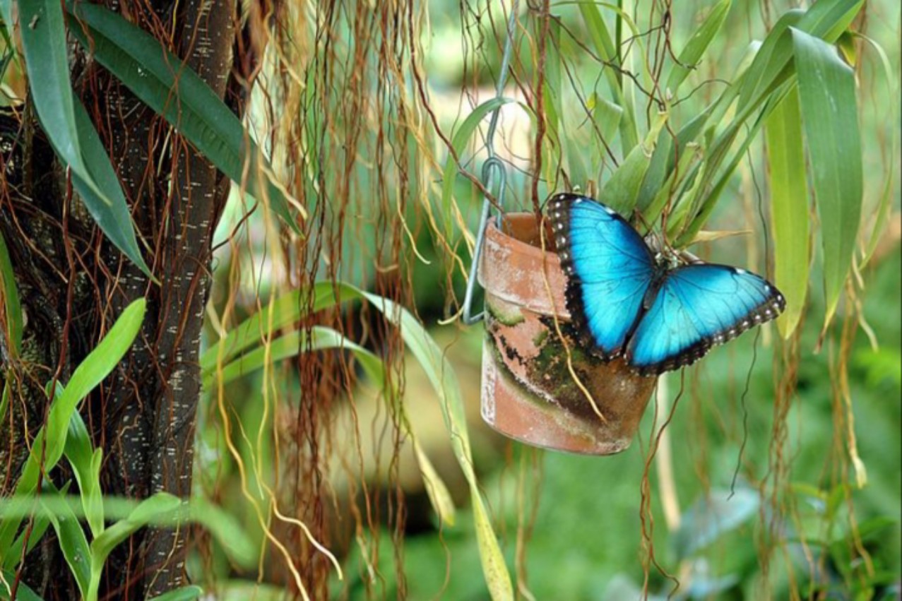 青色アゲハ蝶のスピリチュアルメッセージ