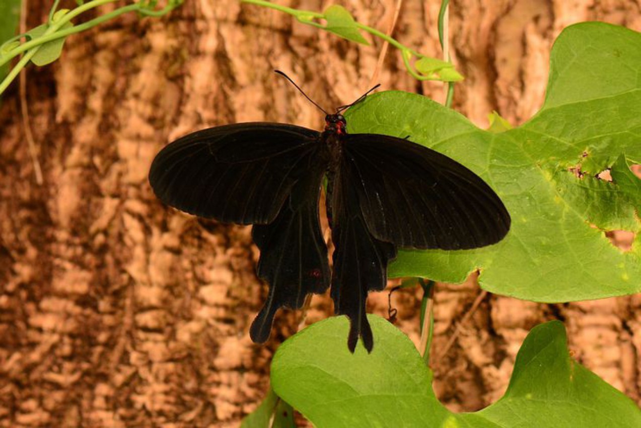 黒色アゲハ蝶のスピリチュアルメッセージ