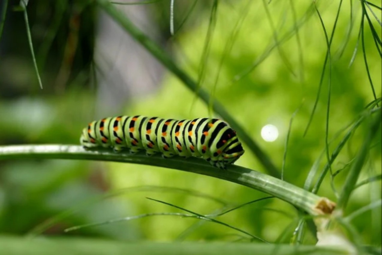 アゲハ蝶の幼虫やサナギのスピリチュアルメッセージ