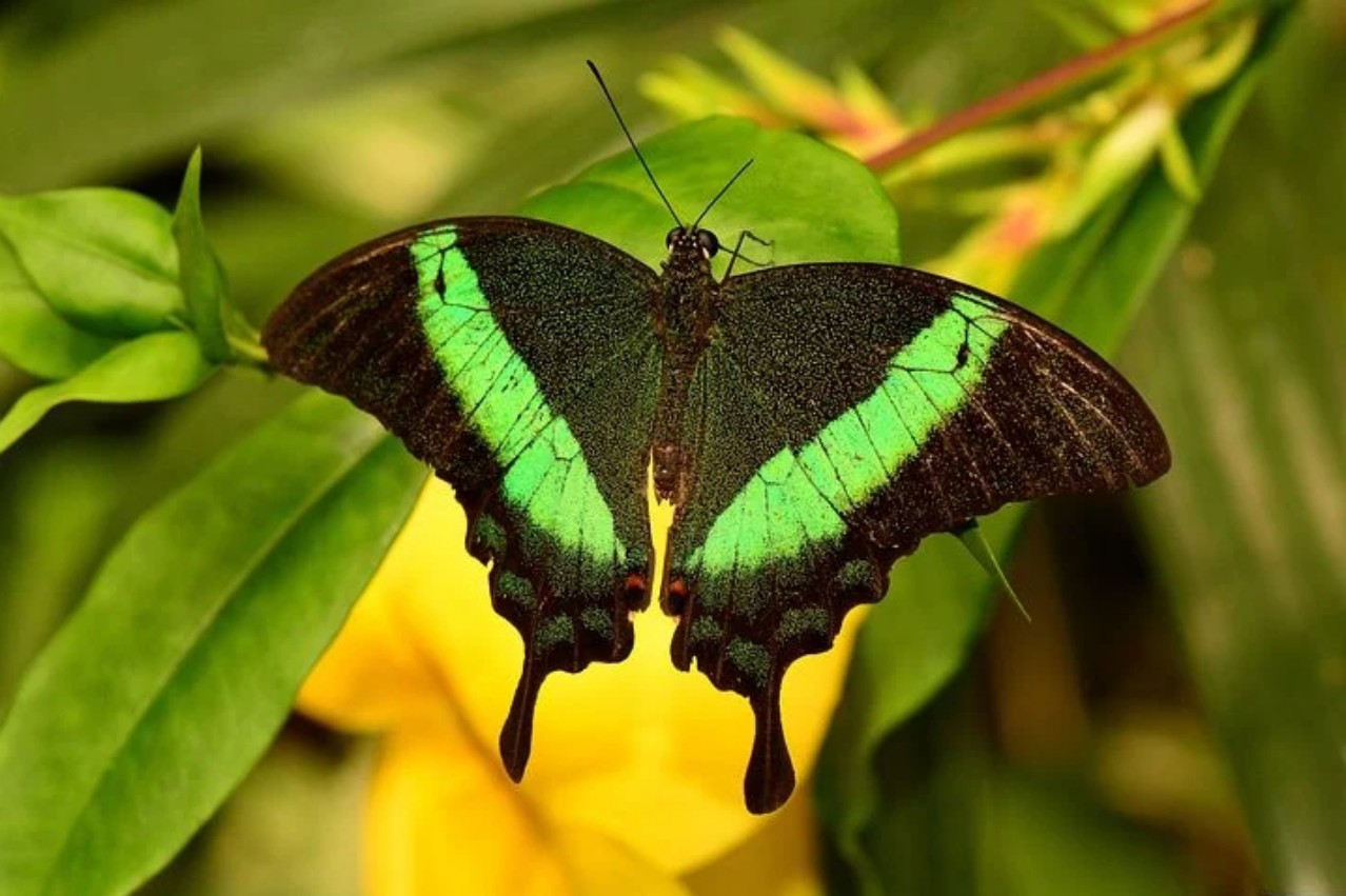 緑色アゲハ蝶のスピリチュアルメッセージ