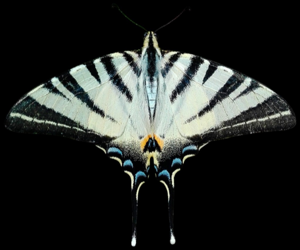 白色アゲハ蝶のスピリチュアルメッセージ