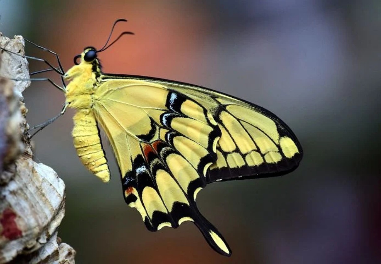 黄色アゲハ蝶のスピリチュアルメッセージ