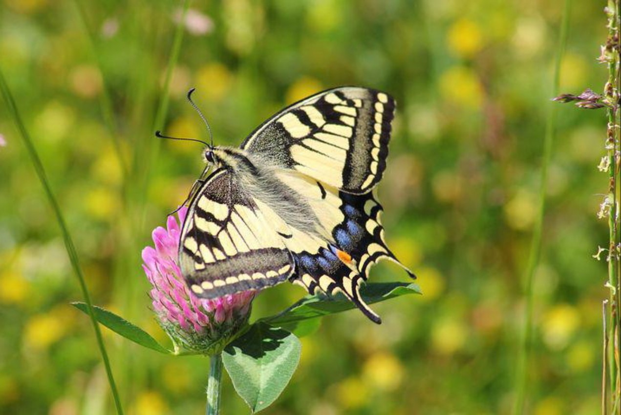 アゲハ蝶のスピリチュアルな意味とは？