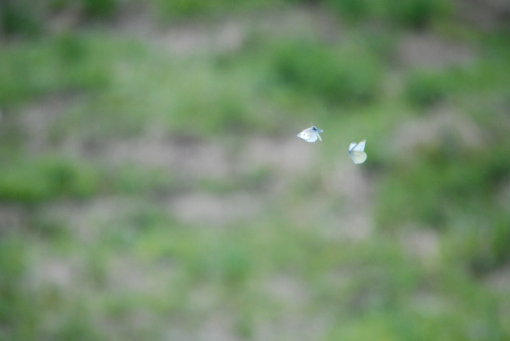 モンシロチョウ(白い蝶)が2匹のつがいでいるスピリチュアルメッセージ
