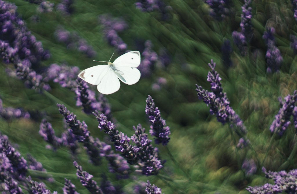 白い蝶(モンシロチョウ)は特に縁起が良い？