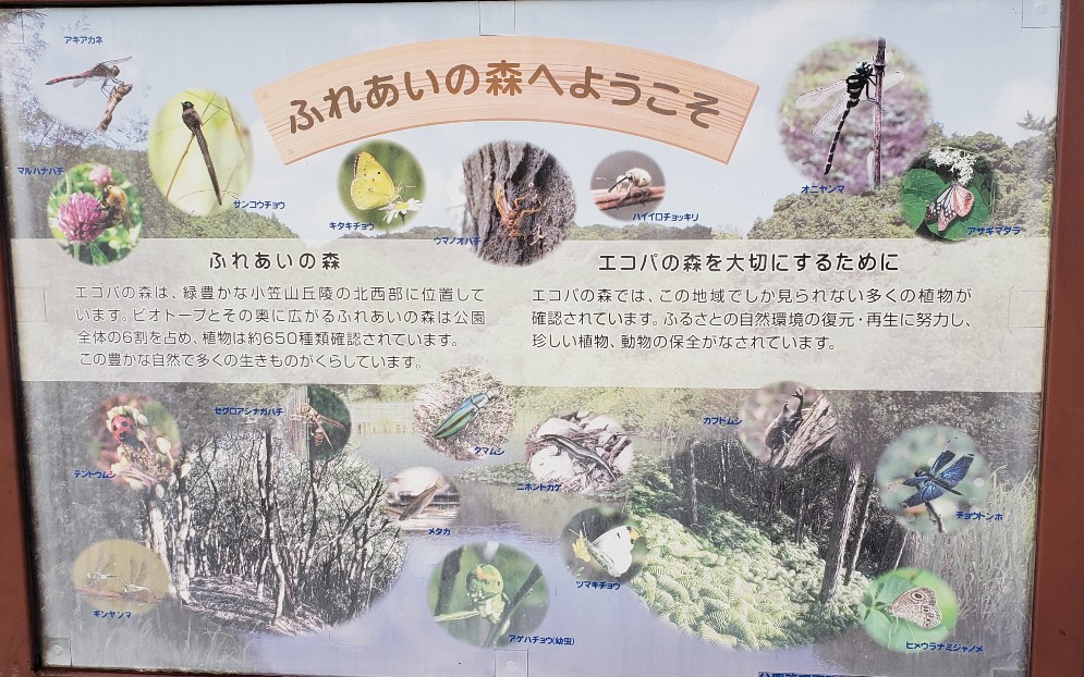 静岡県袋井市のエコパで生き物調査【2022年10月】狙いはヒキガエルだが…？