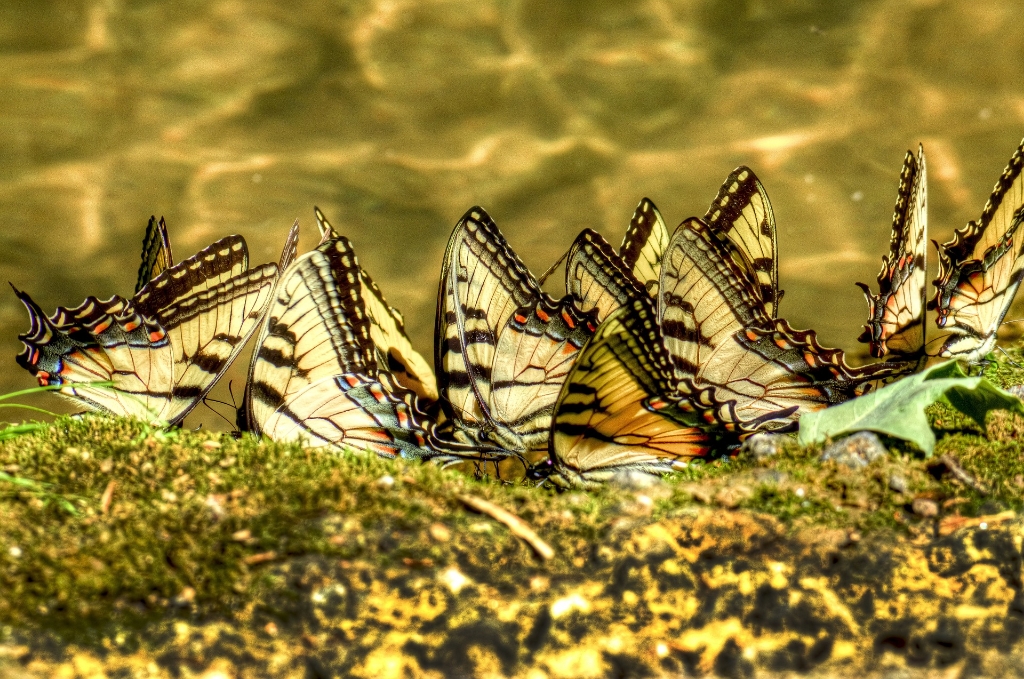 アゲハ蝶の寿命について【種類別・ギネス記録・一生の流れを確認しよう】