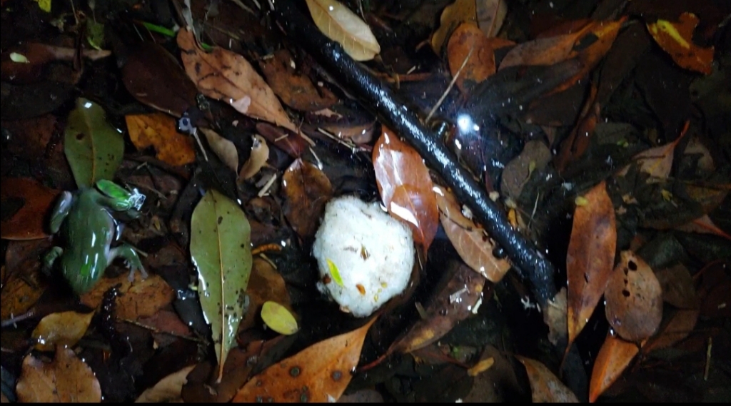 シュレーゲルアオガエルの卵塊