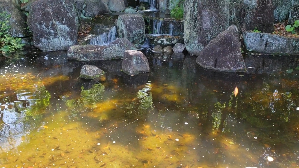 ヒキガエルのオタマジャクシがいる池