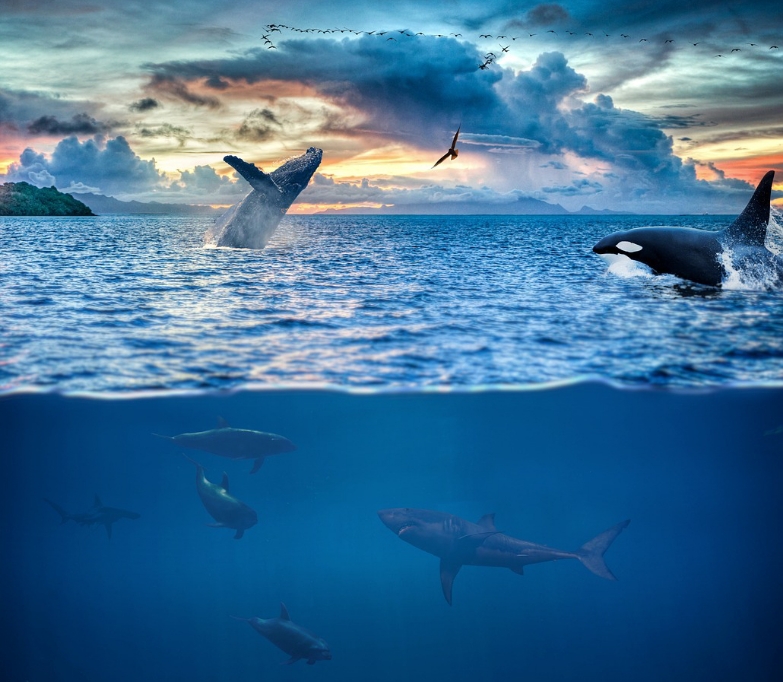 シャチの天敵【一覧】人間が絶滅させる？マッコウクジラやサメとの生存争い