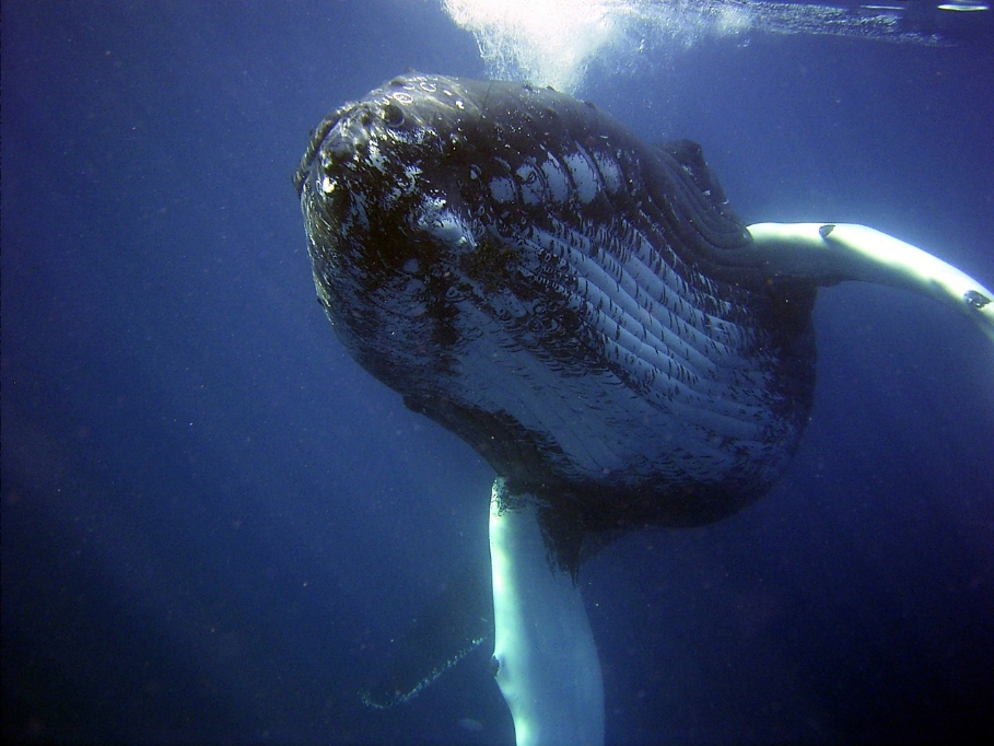 クジラの怖い映像集