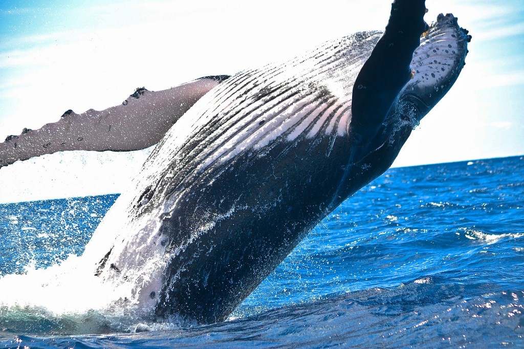 クジラの怖い話や映像【一覧】クジラが怖いのは海洋恐怖症が理由？
