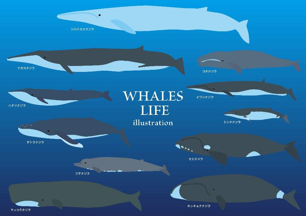 クジラの平均寿命【種類別】