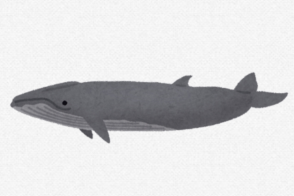 ニタリクジラの平均寿命