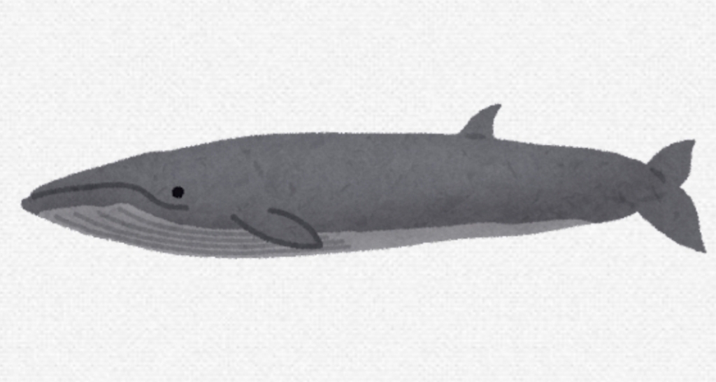 イワシクジラの平均寿命