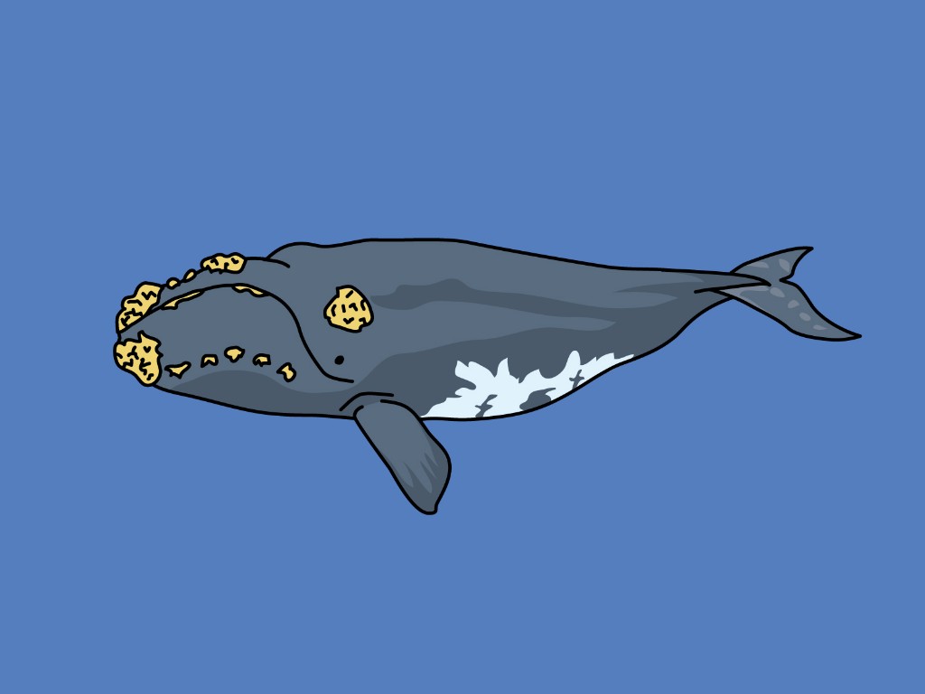 セミクジラの平均寿命