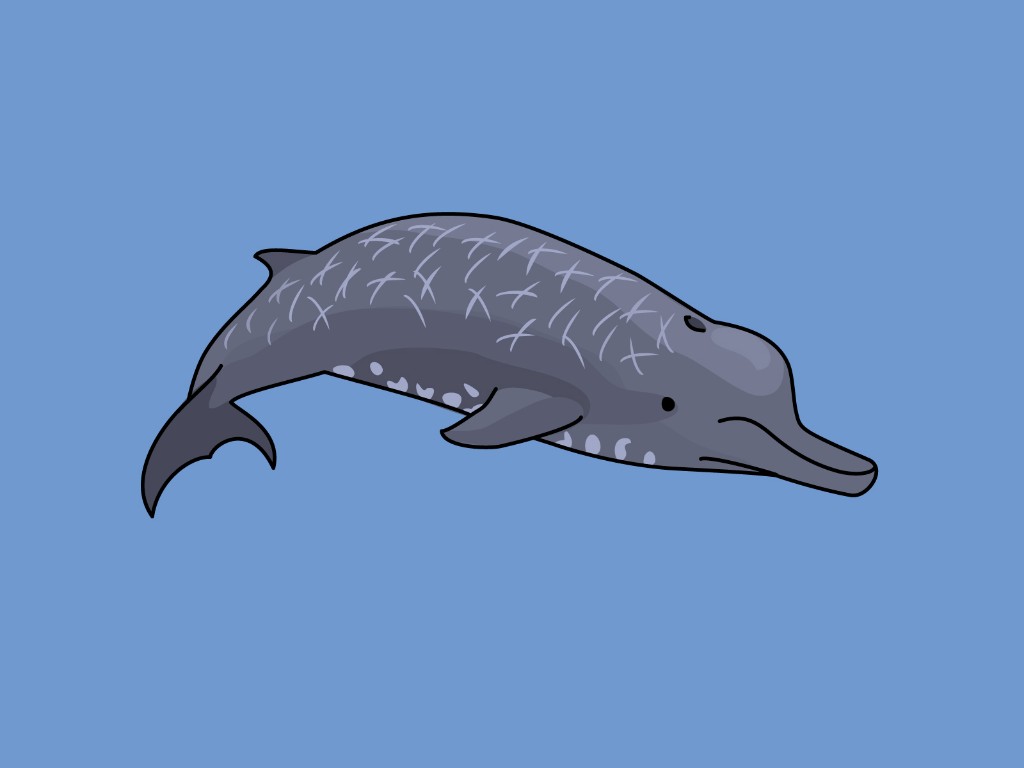ツチクジラの平均寿命