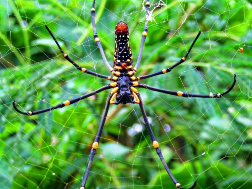 オオジョロウグモの天敵【一覧】日本最大級の蜘蛛でも無敵になれない理由