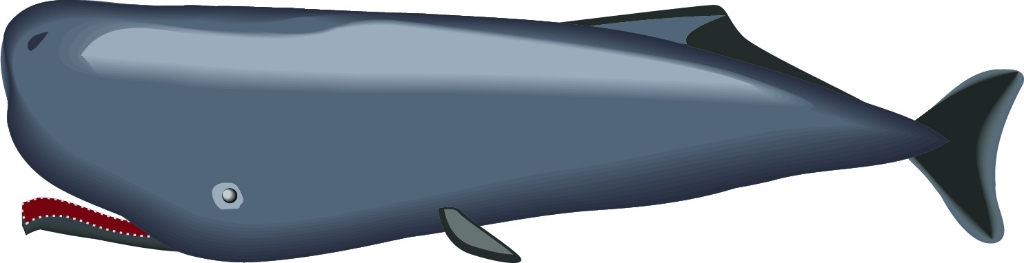 マッコウクジラの平均寿命