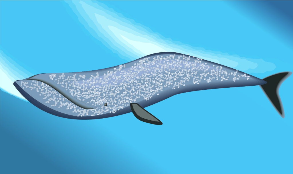 コククジラの平均寿命