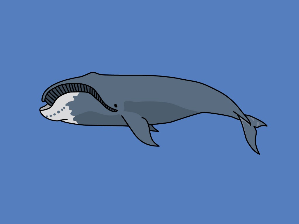 ホッキョククジラ(北極鯨)の平均寿命