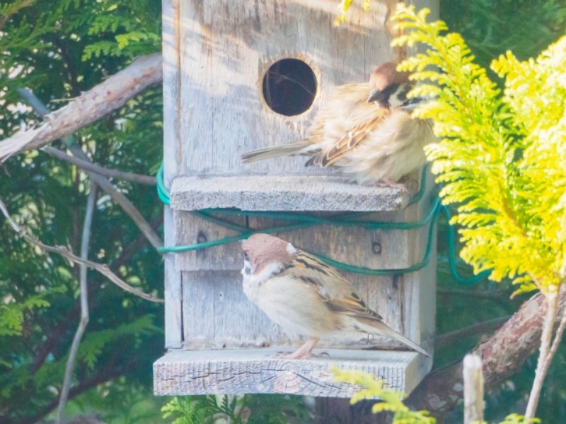 雀が家に巣を作るスピリチュアルメッセージ