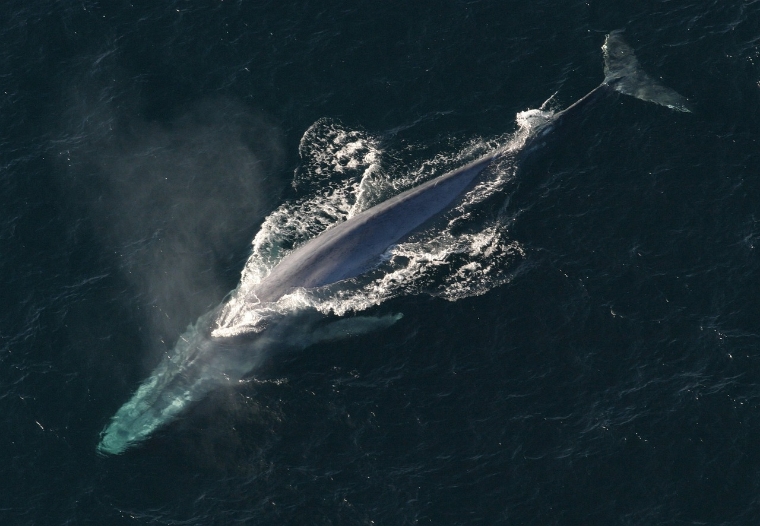 シロナガスクジラの天敵にマッコウクジラも含まれる？