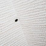 黒い小さい虫が壁に！飛ばないゴキブリみたいな虫の正体と対処法【丸い・細長い別】