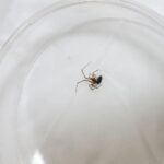 家に茶色で小さい足の長い蜘蛛が出た【画像で正体と危険性を確認】