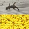 ヤモリにバナナを与える目的