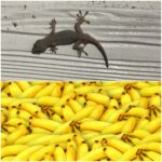 ヤモリにバナナを与える目的
