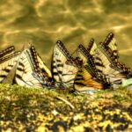 アゲハ蝶の寿命について【種類別・ギネス記録・一生の流れを確認しよう】