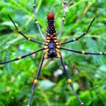 オオジョロウグモの天敵【一覧】日本最大級の蜘蛛でも無敵になれない理由